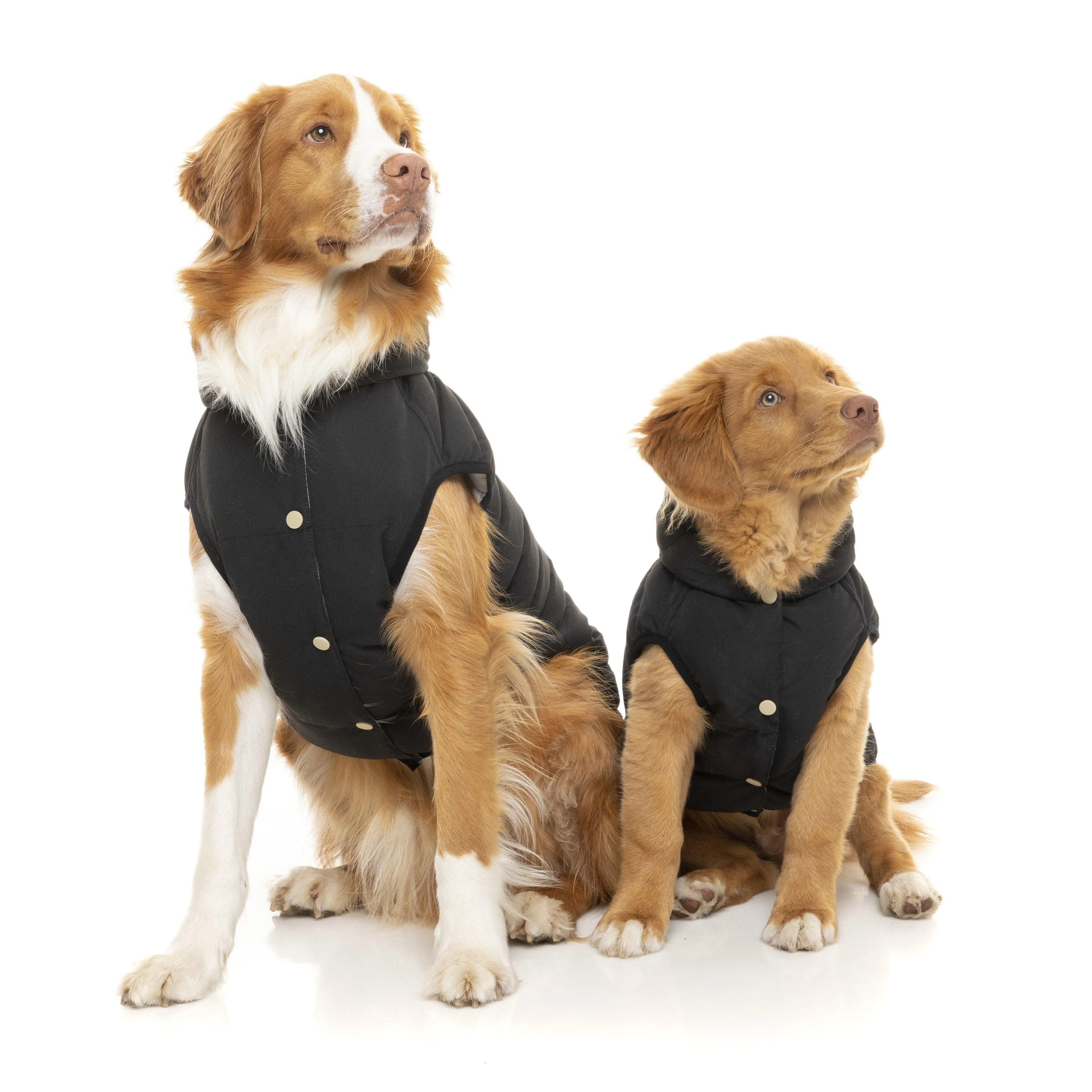 FuzzYard | Aspen Dog Jacket - Black